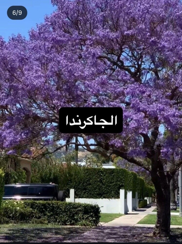 أشجار خضراء - 5