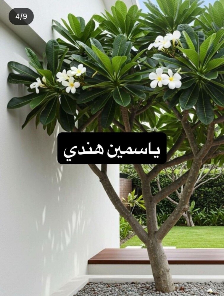 أشجار خضراء - 3