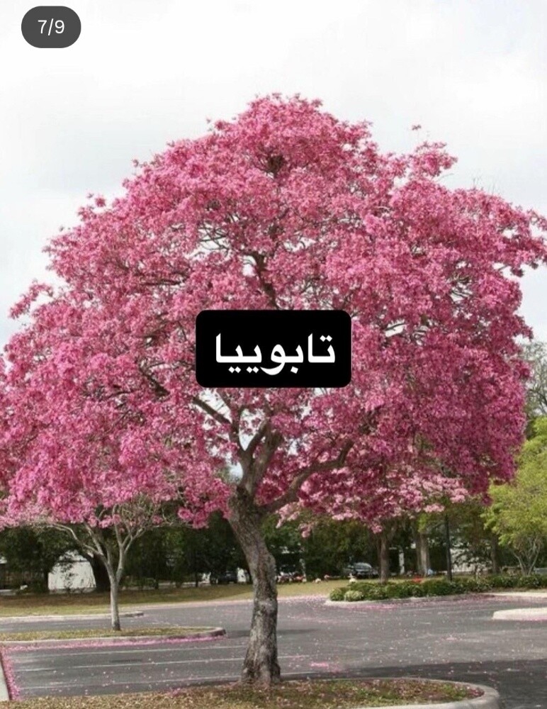 أشجار خضراء - 6