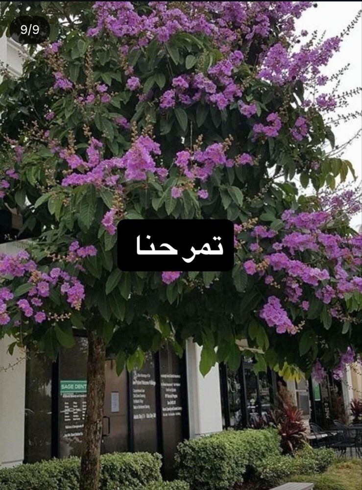 أشجار خضراء - 8
