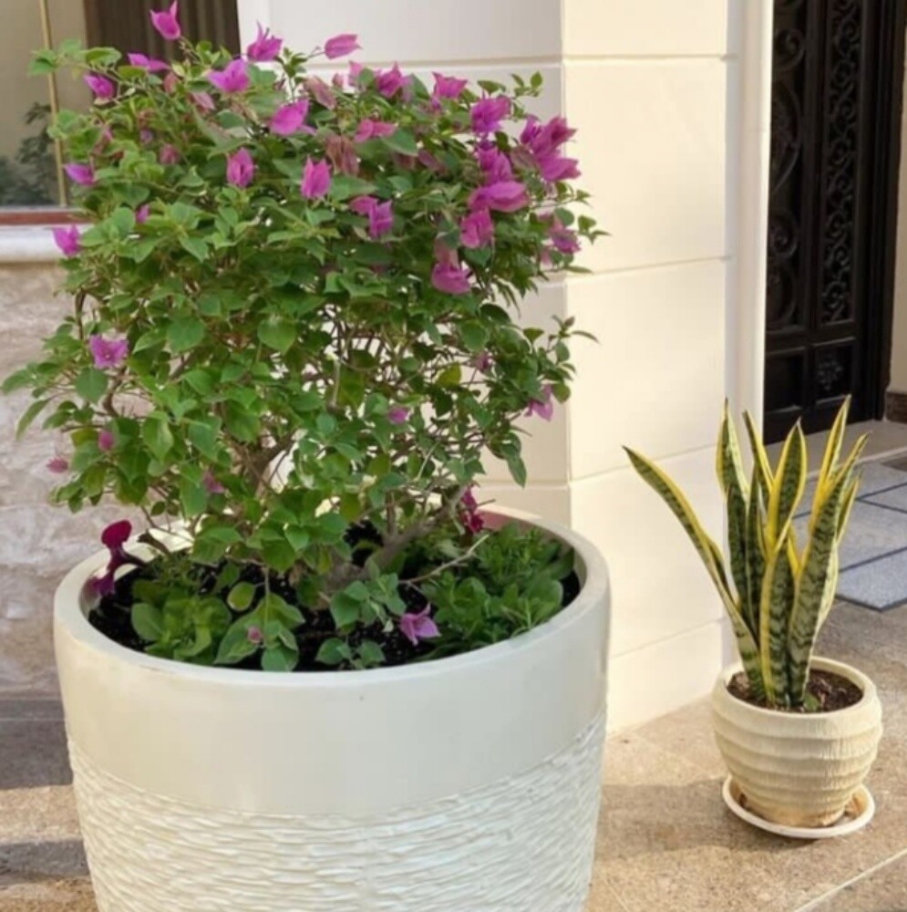زهور طبيعيه - 3