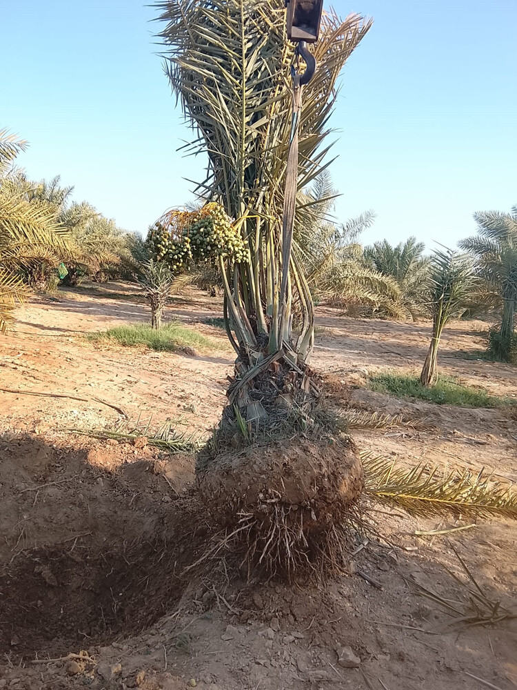 نخل للبيع - 8