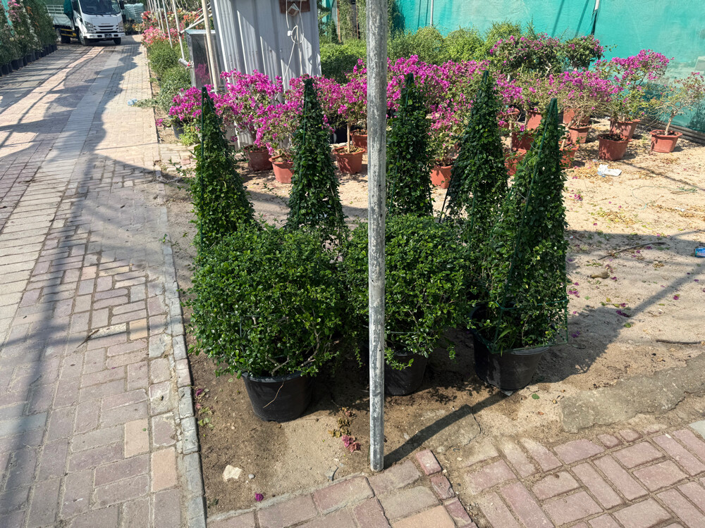 نخل زينه وشنطونيا - 19