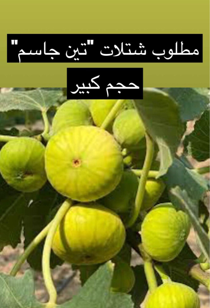 نخل زينه وشنطونيا - 13