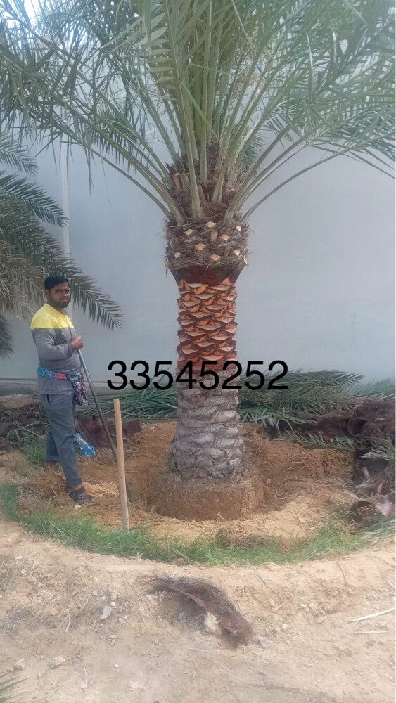 نخل زينه وشنطونيا - 9
