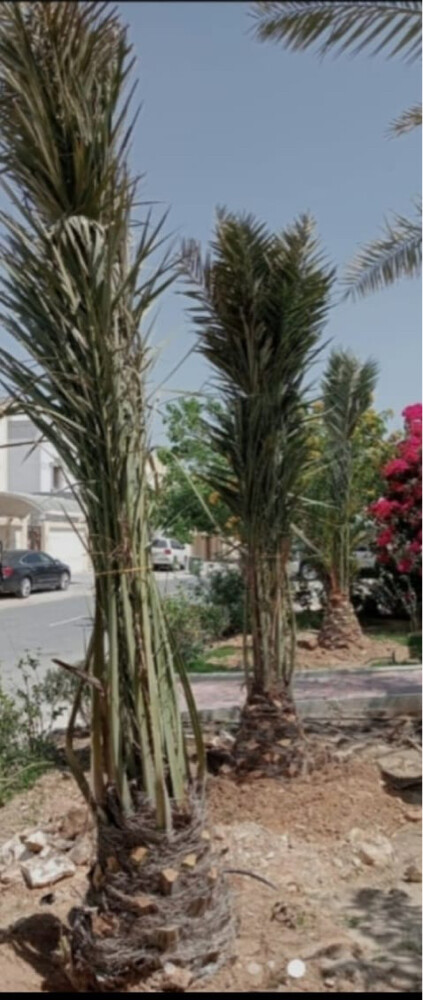 نخل زينه وشنطونيا - 11