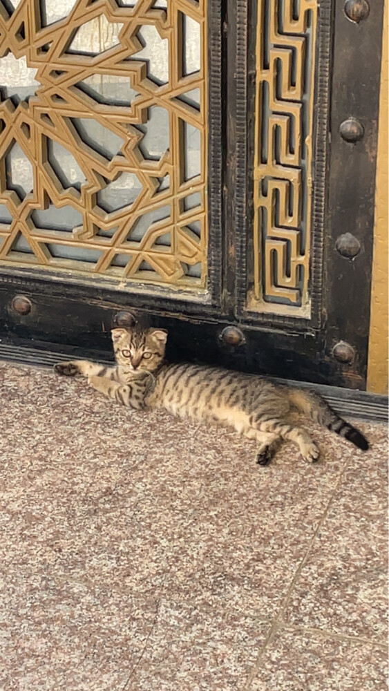 للبيع سكوتش  - 1
