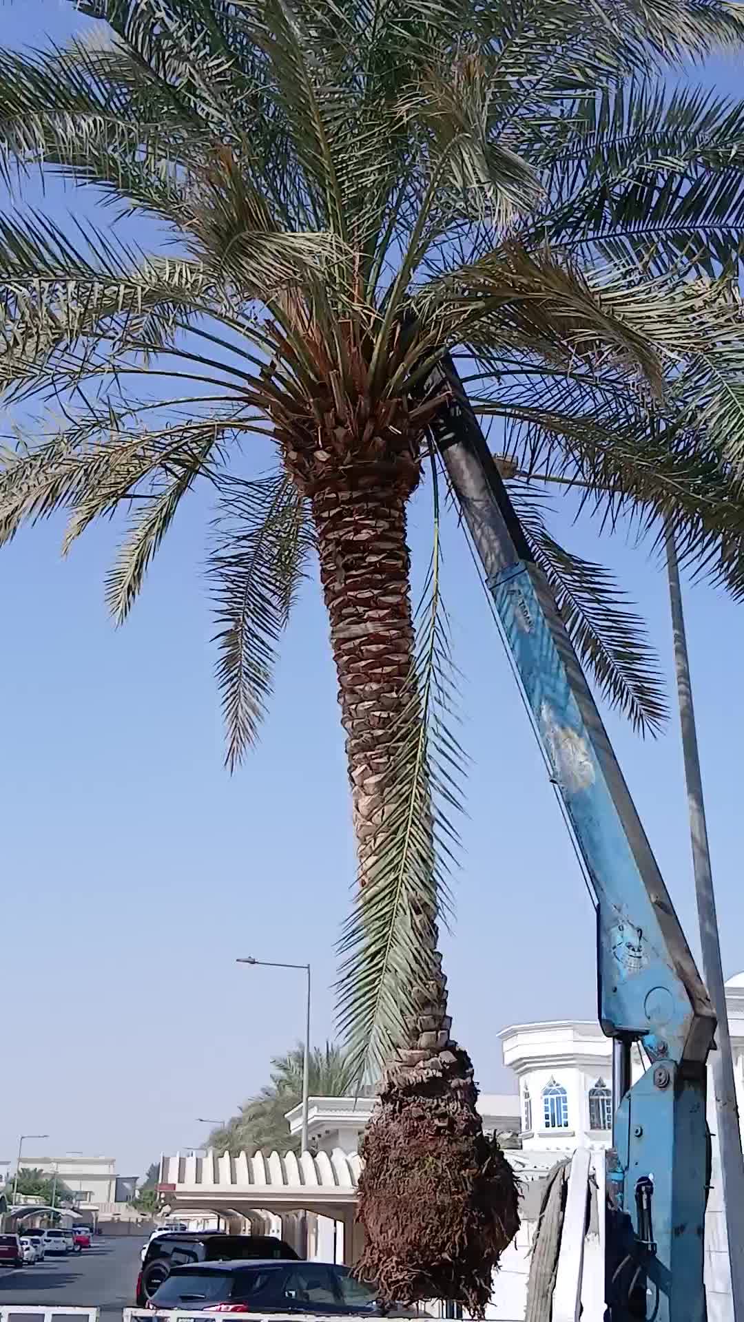 أنا ذكي جدا - 1