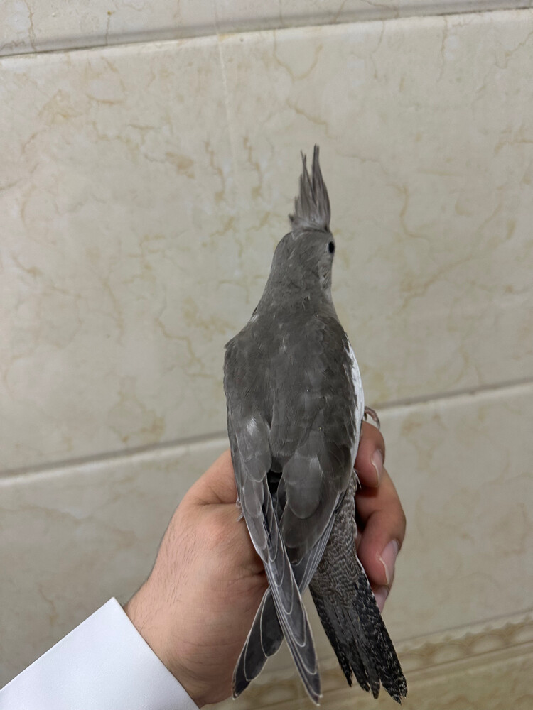 كوكتيل وايت فيس هولندي - 2