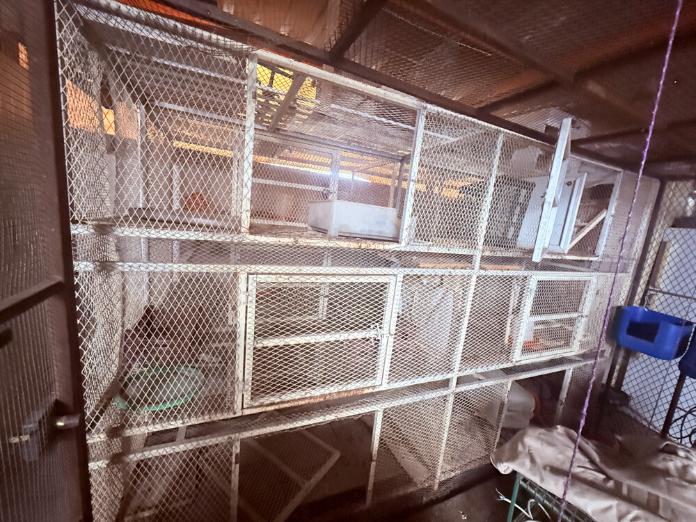 6 - DOORS BIRD CAGE - 6
