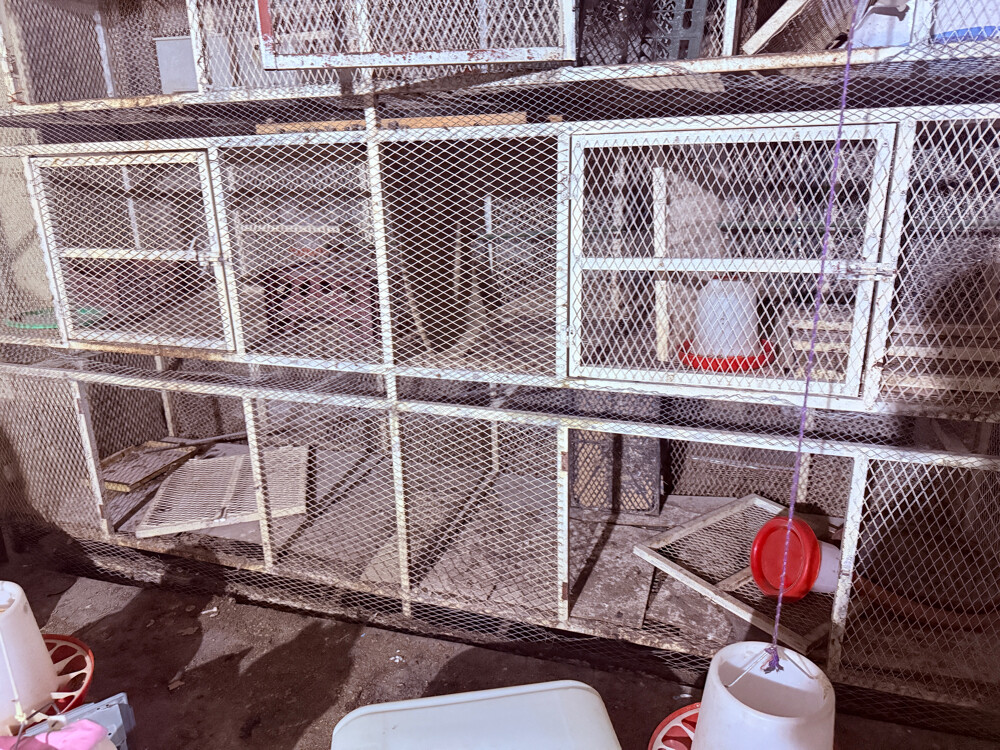 6 - DOORS BIRD CAGE - 7