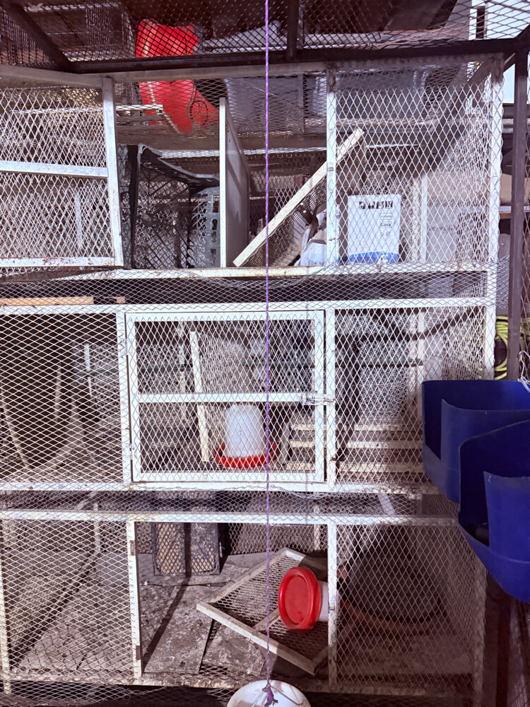 6 - DOORS BIRD CAGE - 4
