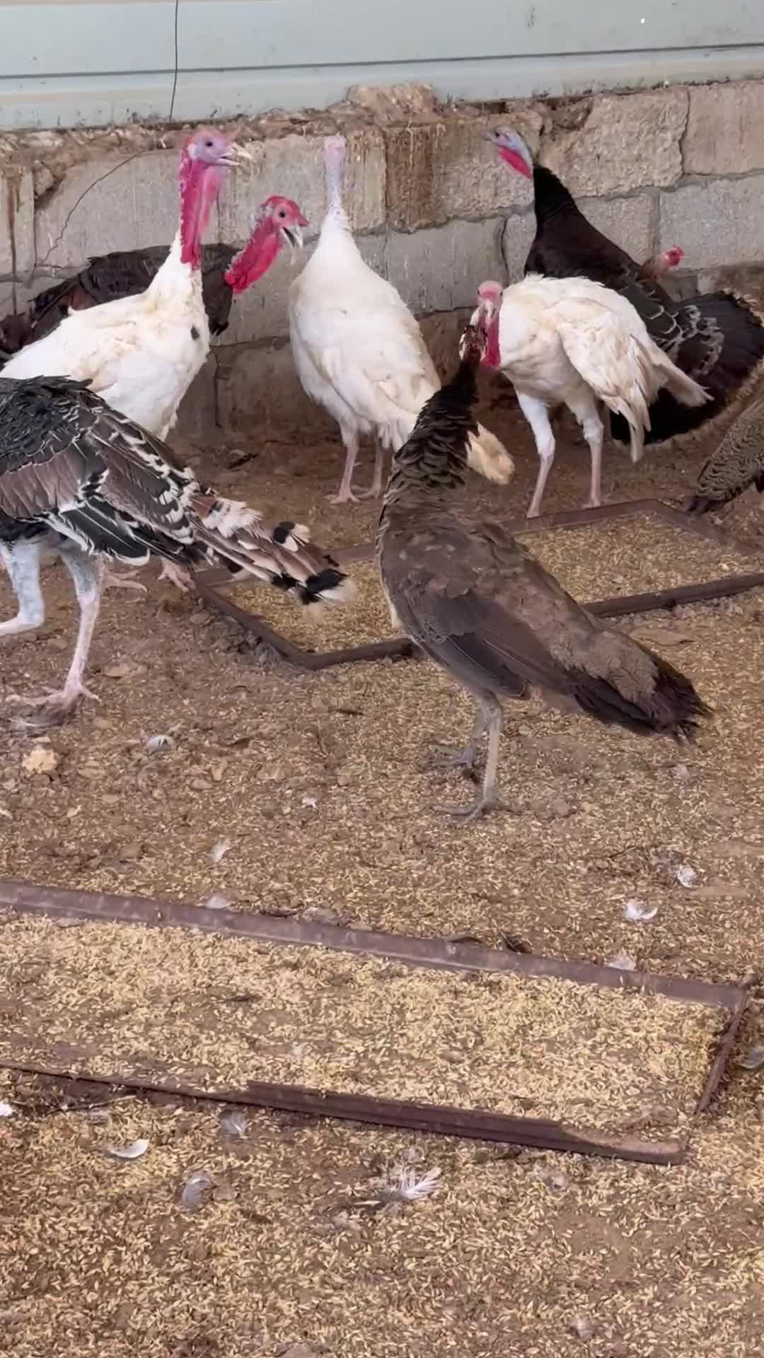 للبيع جوز طاووس على ١٣٠٠  - 1