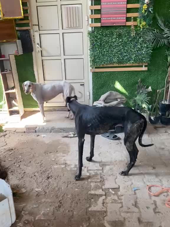 سلق  - 6