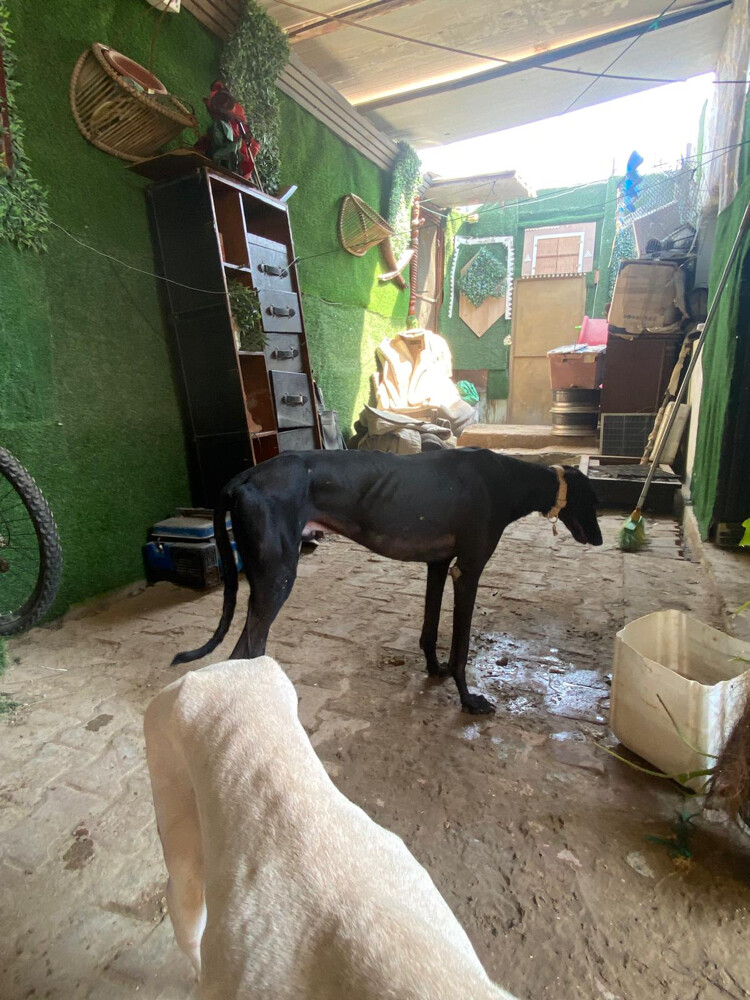 سلق  - 4