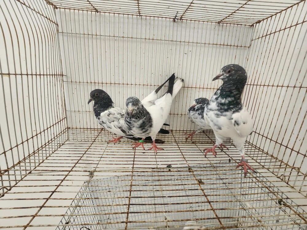 حمام باكستاني للبيع الجوز بي 60 - 2