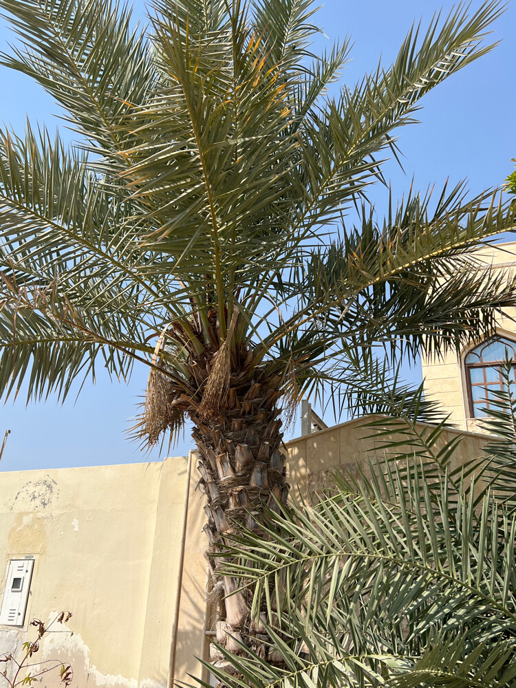 بوجاسم - 3