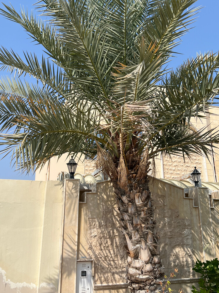 بوجاسم - 1