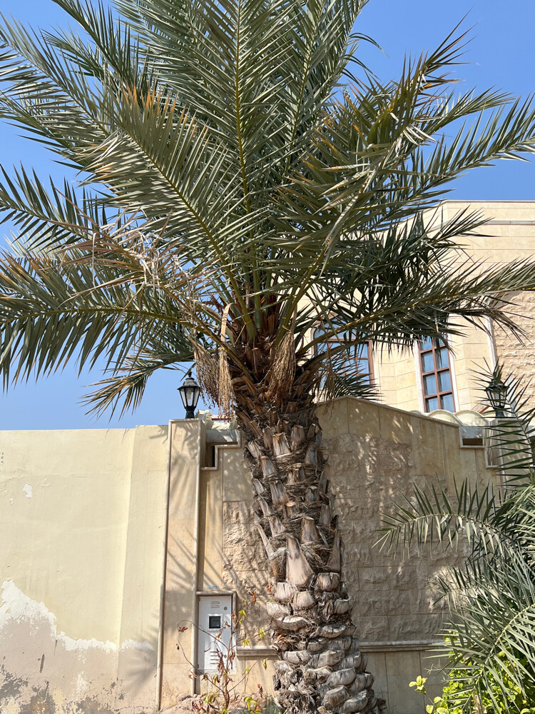 بوجاسم - 2