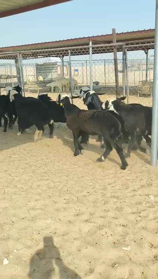 للبيع شويهات دعاويات شباب - 1