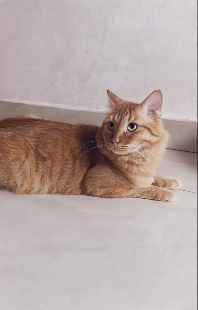 Large Male Siberian Cat - 1