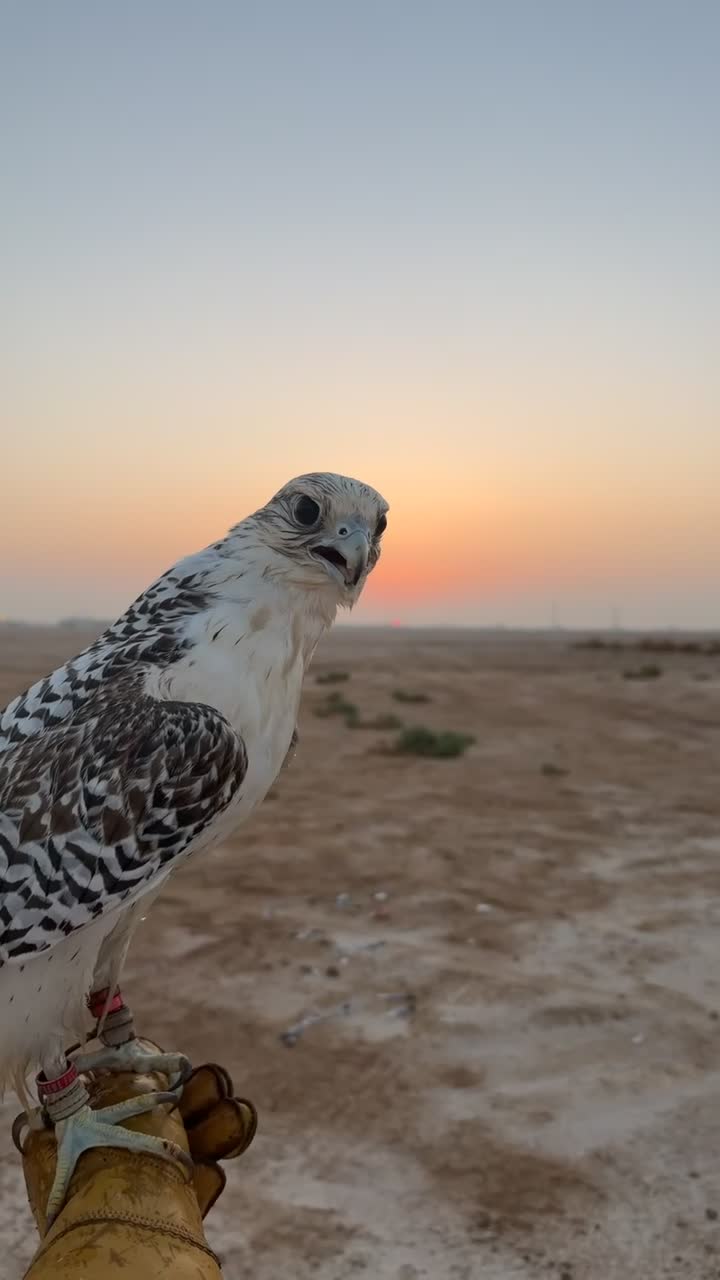 قرموشة بيور - 1
