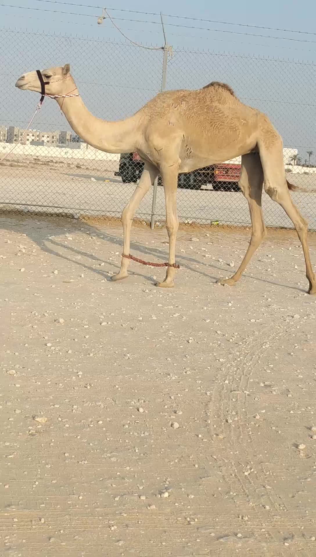 للبيع لقية راكض - 2