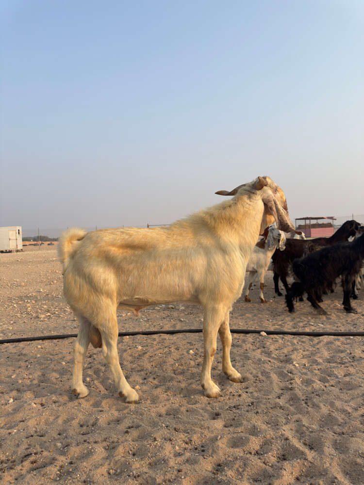 Cyprus goat 2  - 2