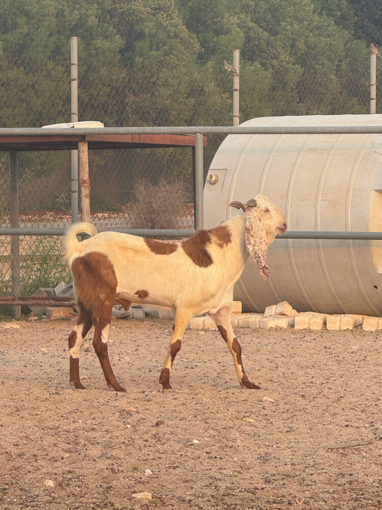 Cyprus goat 2  - 4