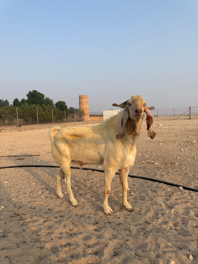 Cyprus goat 2  - 1
