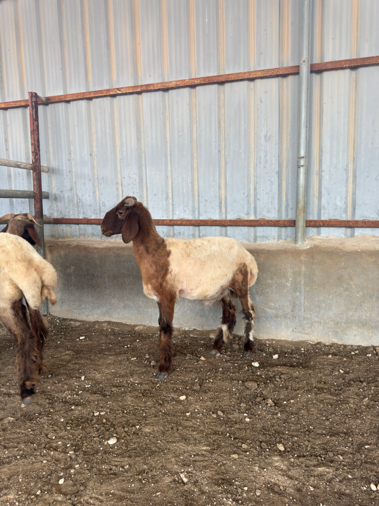 Syrian Sheep - 4