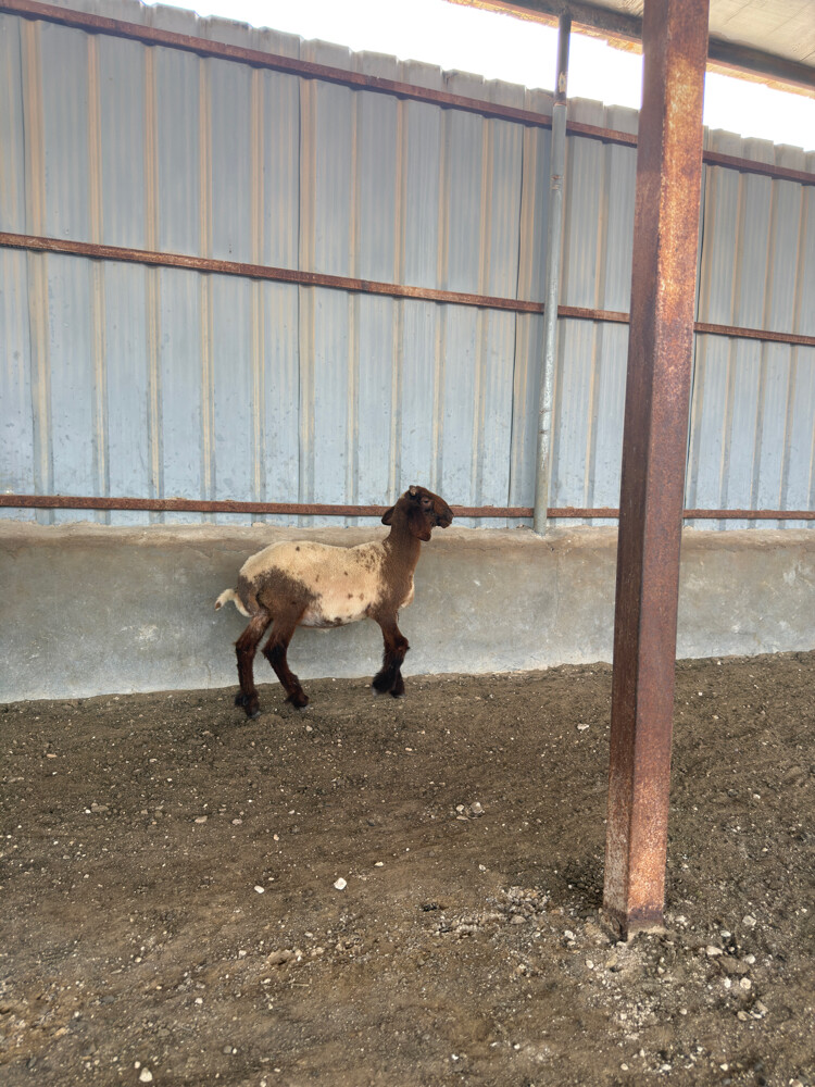 Syrian Sheep - 1