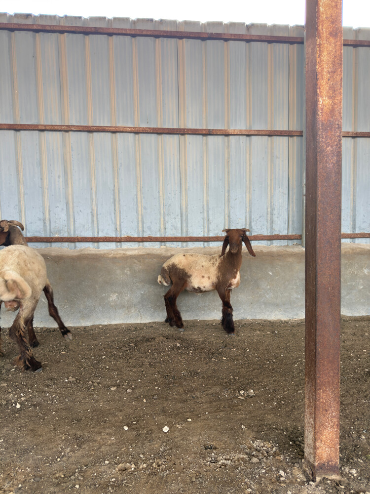 Syrian Sheep - 2