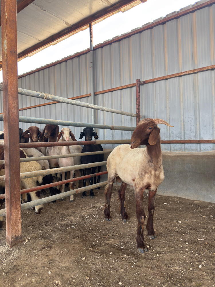 Syrian Sheep - 3