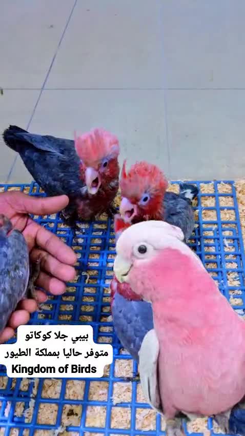 Gala Cockatoo - 1