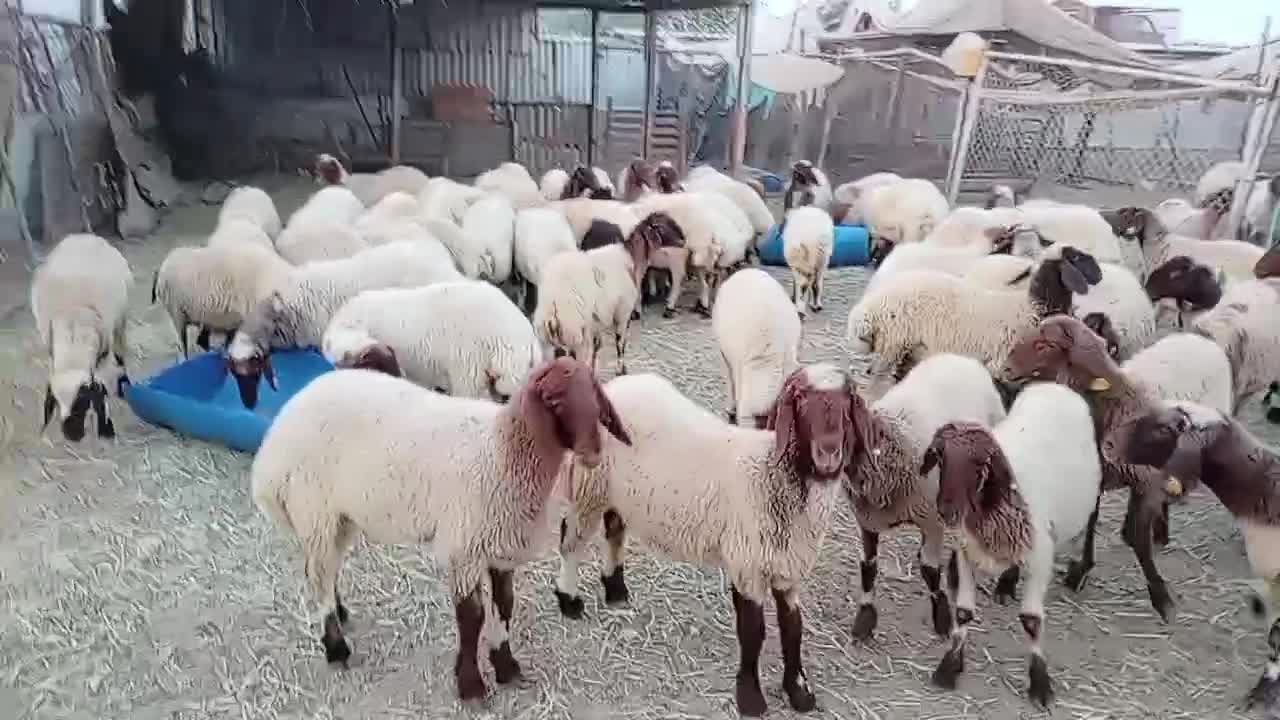 رخال سوريه - 1