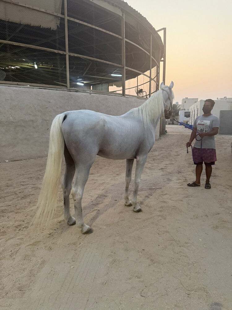 horses  - 4