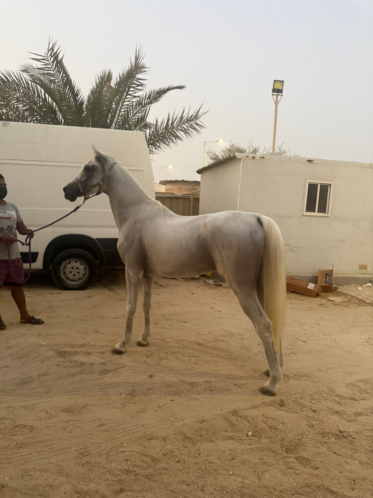 horses  - 3