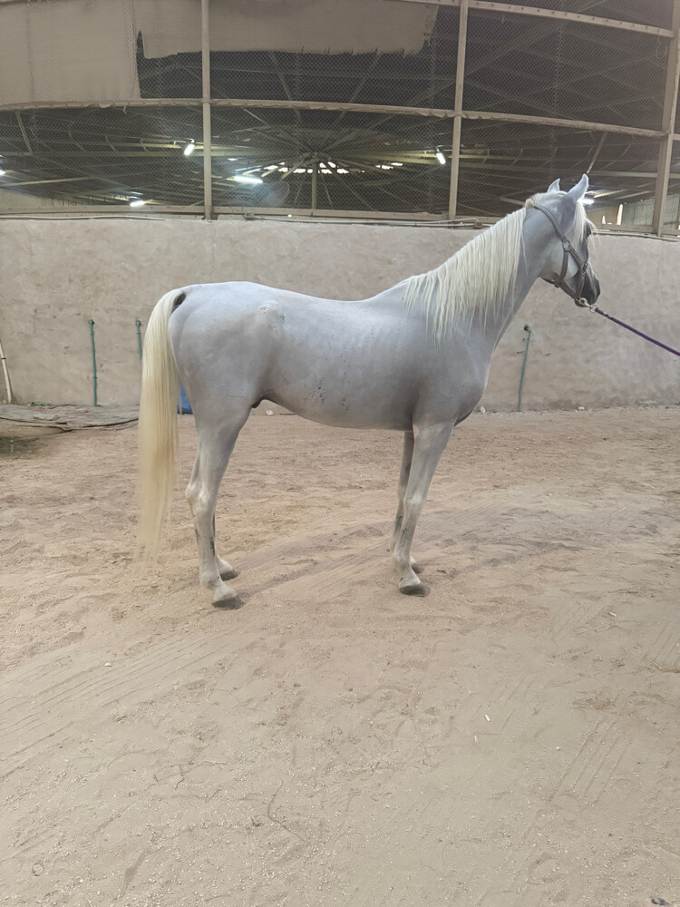 horses  - 5