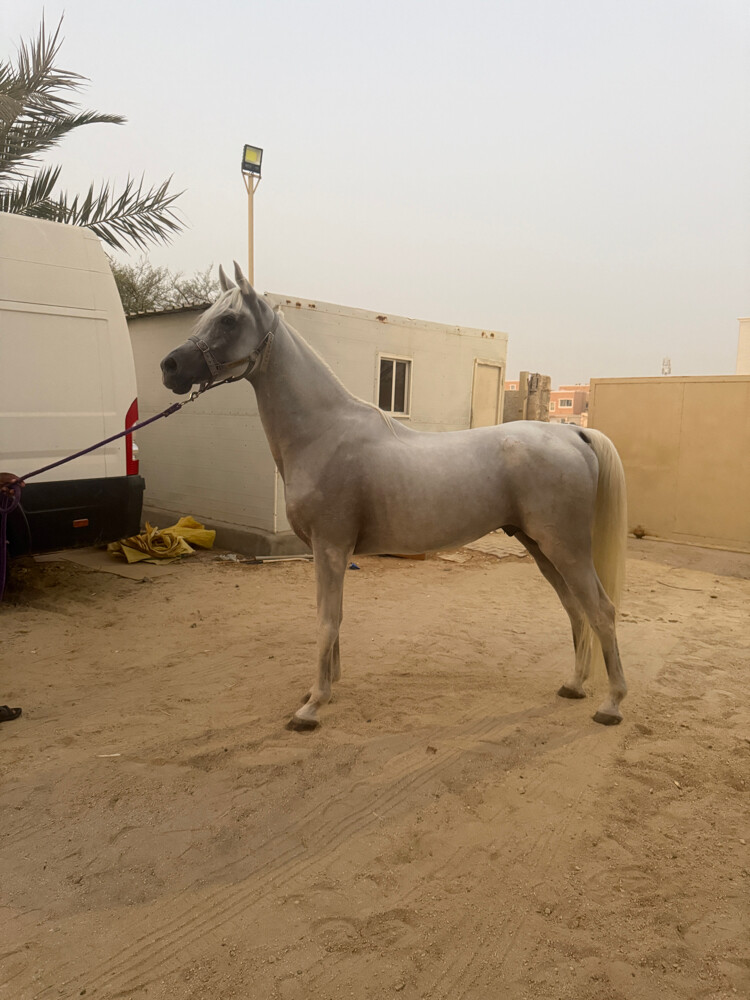 horses  - 2