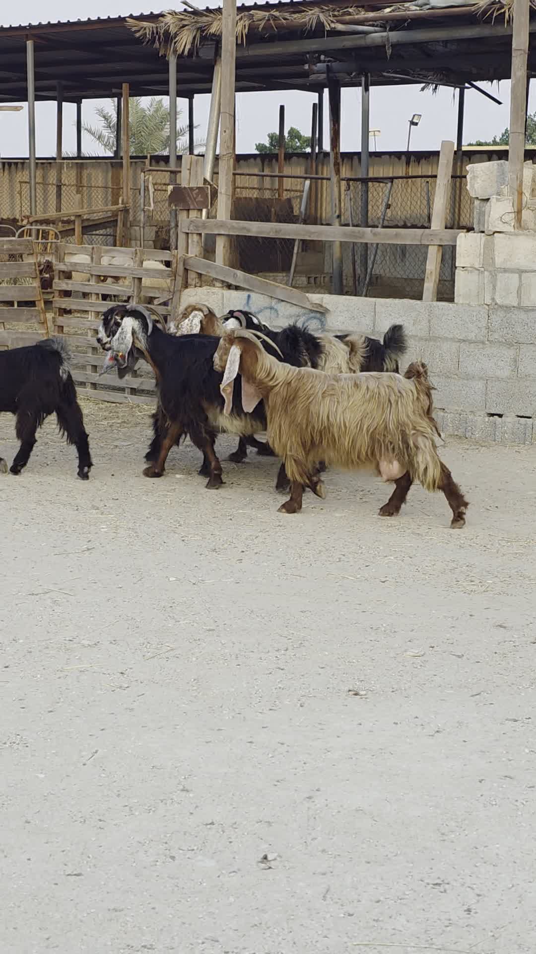 معزه عوارض طيبه مشاء الله - 3