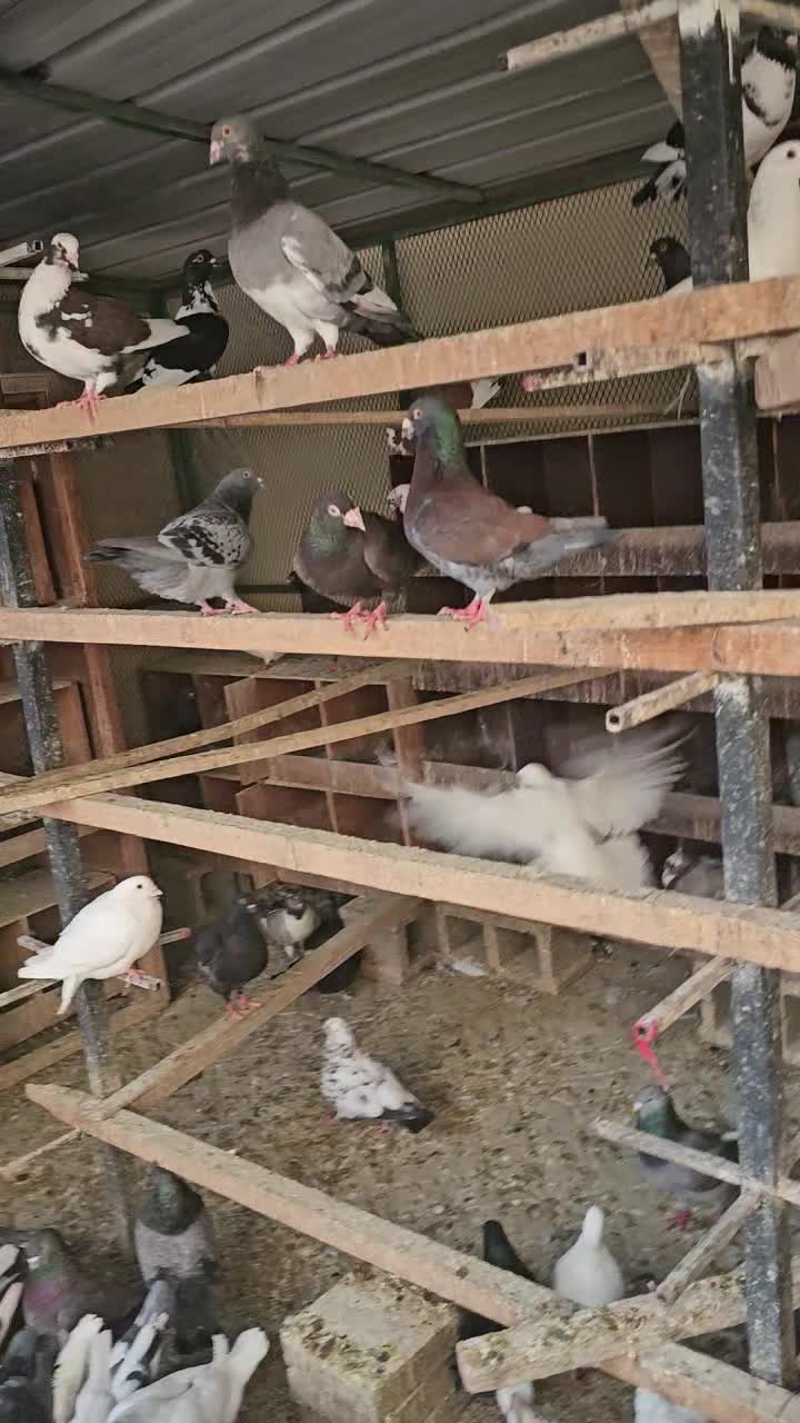 حمام لاحم وزاجل للبيع مع قفص ضخم - 1