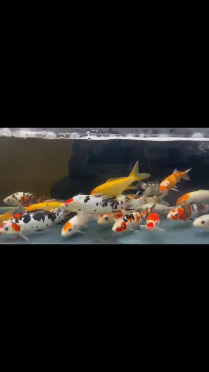 fish new shipment arrived - 1