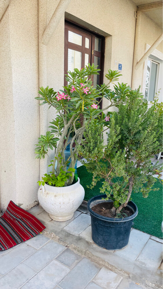 اشجار كبيرة  - 9