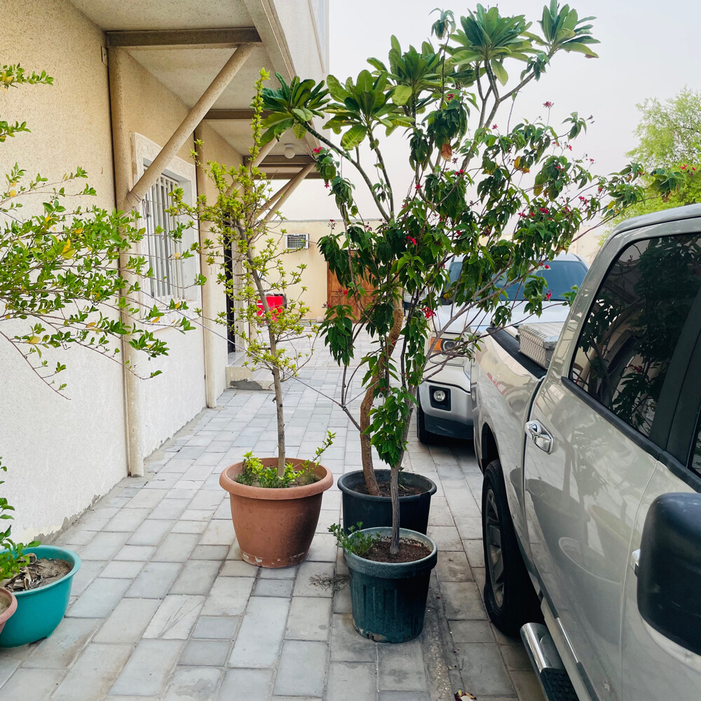 اشجار كبيرة  - 6
