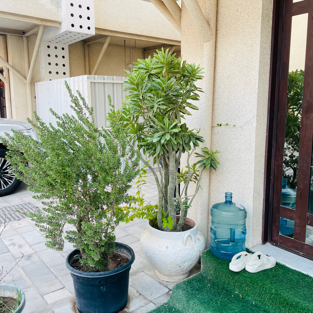 اشجار كبيرة  - 2