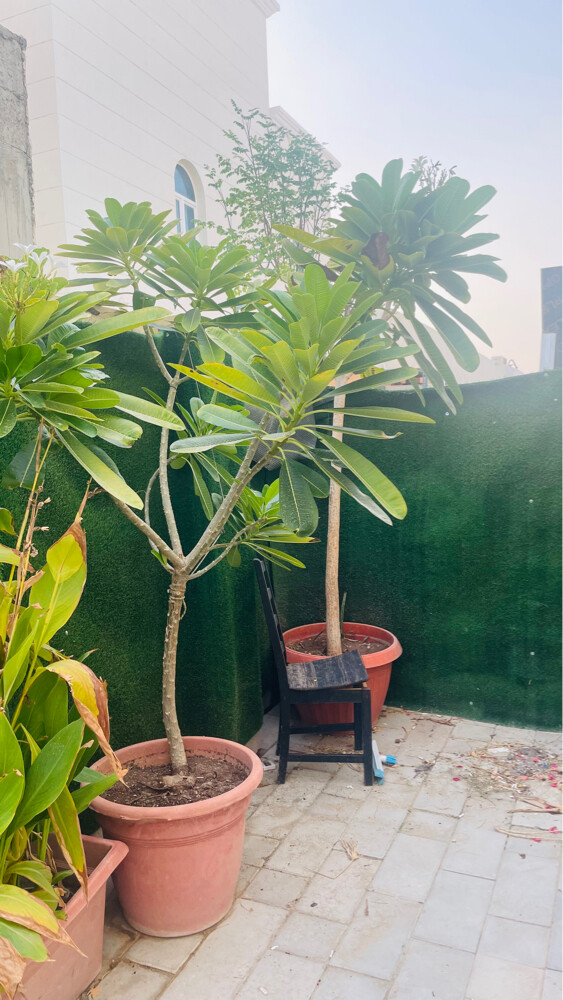 اشجار كبيرة  - 3