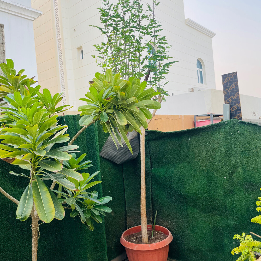 اشجار كبيرة  - 1