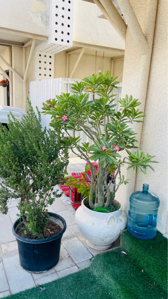 اشجار كبيرة  - 7