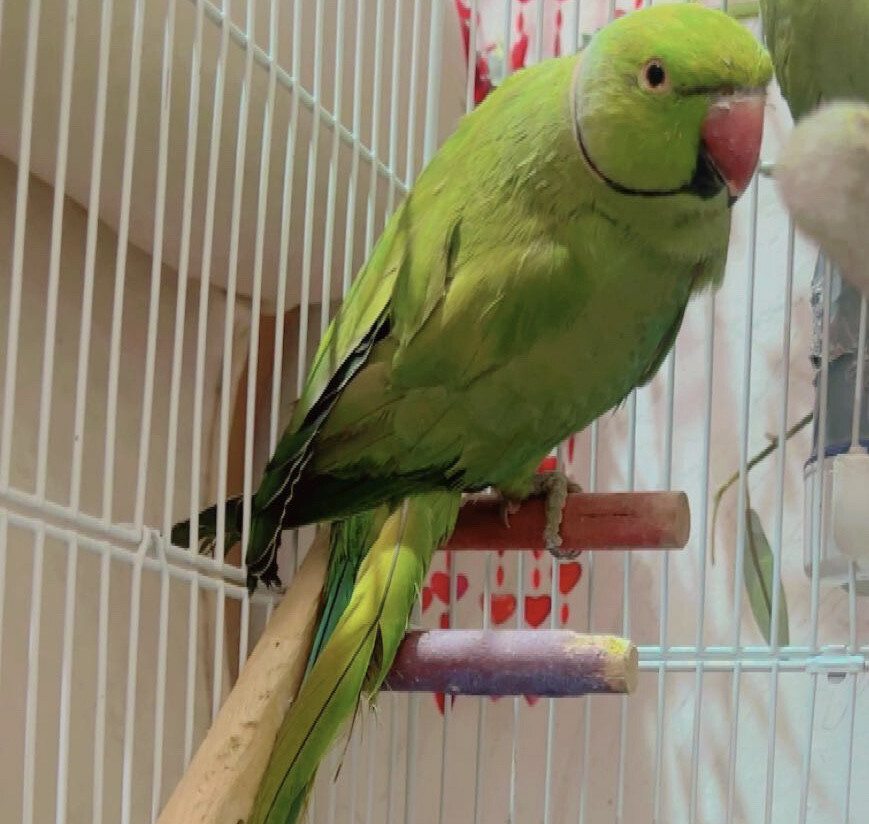 green parrot - 2